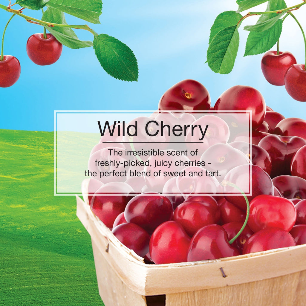 Little Trees Air Freshener Wild Cherry Fragrance 3-Pack