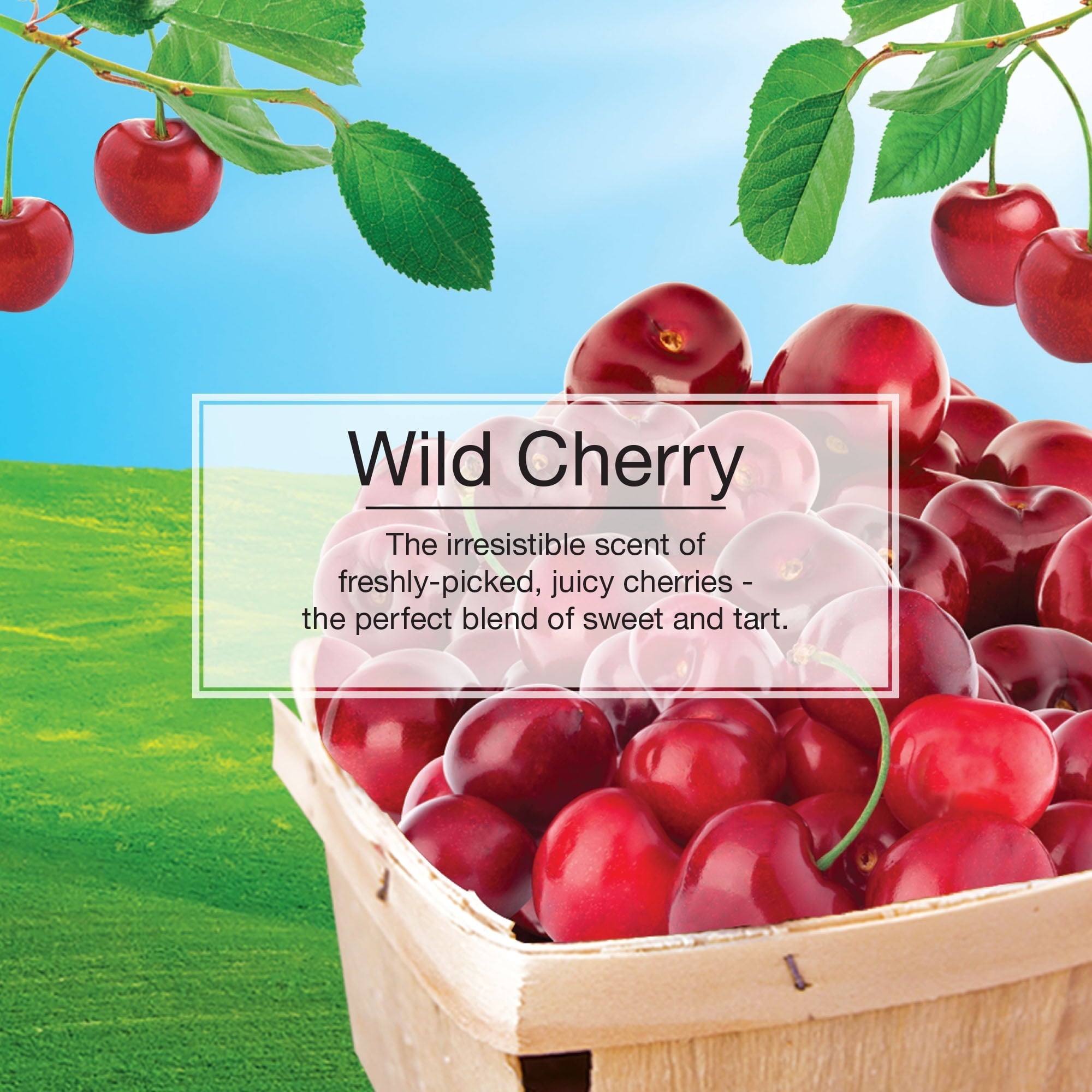 Little Trees Air Freshener Wild Cherry Fragrance 3-Pack